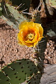 Flower of the prickly pear cactus (Opuntia), West-Tucson Mountain District, Saguaro National Park, Arizona, United States of America, North America