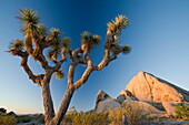 Joshua Tree National Park at dawn, California, United States of America, North America