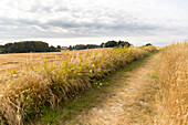 Feldweg zwischen Feldern, Naesgaard, Falster, Dänemark