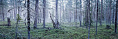 Wald um Mitternacht, Wanderweg Bärenrunde, Karhunkierros, Nationalpark Oulanka, Nordösterbotten, Finnland