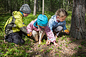Drei Mädchen sammeln Pilze (Eierschwämme) im Wald, Värmland, Schweden