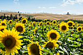 Sonnenblumenfeld, Crete Senesi, südlich von Siena, Toskana, Italien