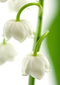 Lily of the valley, close-up