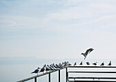 Seagulls perched on railing of pier overlooking lake