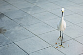 Snowy egret (Egretta thula) walking on tiled floor