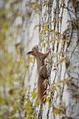 Squirrel climbing on wall
