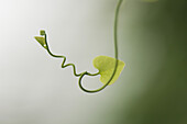Delicate plant tendril