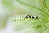 Ants on parrotfeather plant