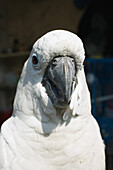 White parrot, close-up