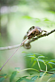 Chameleon resting on branch, eating twig