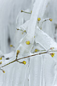 Plant covered in ice