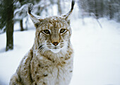 Eurasian Lynx (Lynx lynx) in snow, Germany, looking at camera
