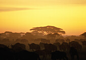 Africa, Tanzania, herd of Blue Wildebeests (Connochaetes taurinus) at sunset