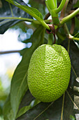 Breadfruit hanging from tree, close-up