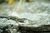 Lizard basking on rock