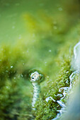 Northern water snake peeking out of water