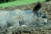 Pig lying in mud