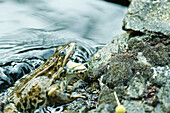 Natterjack toad eating