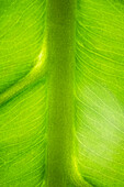 Green leaf and veins, extreme close-up