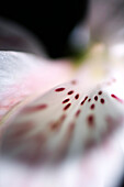 Alstroemeria lily, extreme close-up