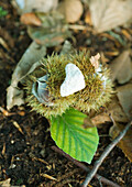 Stone on chestnuts, close-up