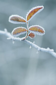 Frost covered branch