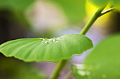 Dew drops on ginkgo leaf, extreme close-up