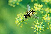 Hoverfly gathering pollen from small yellow flowers