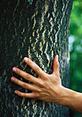 Hand touching tree trunk, close-up