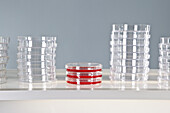 Three used Petri dishes and stacks of unused Petri dishes
