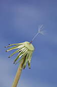 Close-up of a dandelion with a single floret