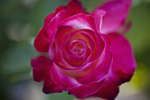 A prink rose
