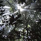 Sun shining through tropical tree canopy
