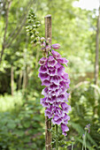 Foxglove, Digitalis purpurea