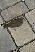 A dead bird on the ground