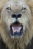 Close-up, male lion panting, looking at camera