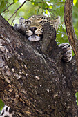 A leopard rubbing its face against tree bark