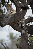 A leopard lying in the branches of a bare tree