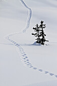 Footstep trail on snow