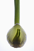 A fennel bulb on a light box