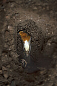 A dead Robin buried in the dirt
