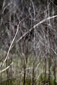 Focus on a single bare branch, bare trees in background creating an abstract pattern