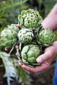 A man holding five medium sized raw artichokes, close-up of hands