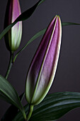 Die Knospen von zwei Osterlilien (Lilium Longiflorum), die auf die Blüte warten, Nahaufnahme