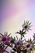 Thistle flowers against a pastel background