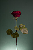 A rose against a green background