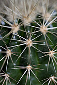 The spikes on a cactus, full frame close-up