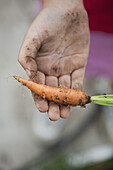 Man holding freshly picked baby carrot