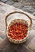 Wicker basket of freshly picked tomatoes on front porch
