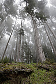 Fog rolling over a forest of trees